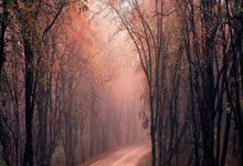 墨西哥对阵波兰，这场世界杯小组赛比分会如何？